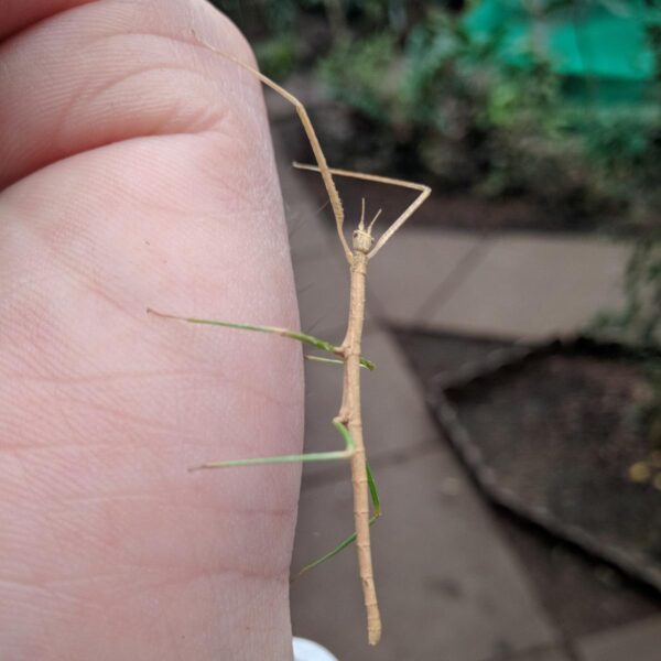 Купить Паличник Анамський (Medauroidea extradentata)