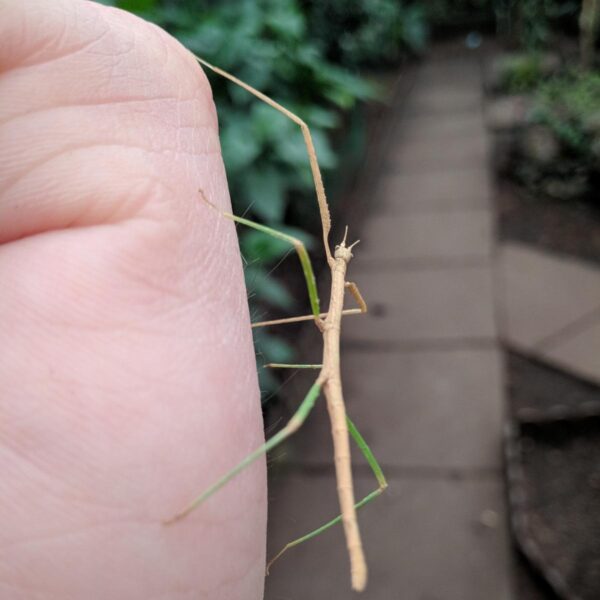 Купить Паличник Анамський (Medauroidea extradentata)