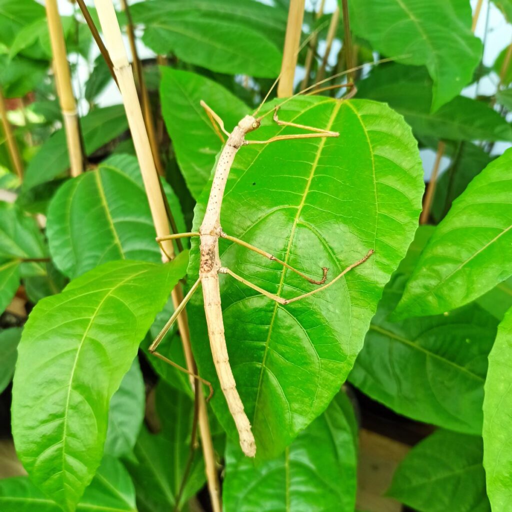 Паличник Червонокрилий (Phaenopharos khaoyaiensis)