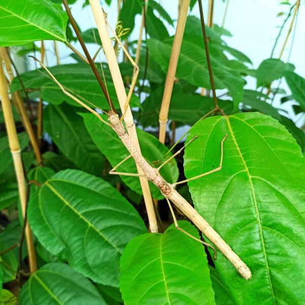 Купить Паличник Червонокрилий (Phaenopharos khaoyaiensis)
