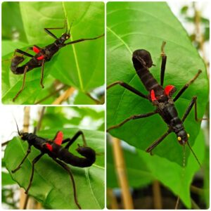 Купить Паличник Кордільерський або перуанський (Peruphasma shultei)