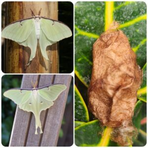 Купить Лялечка метелика Actias luna