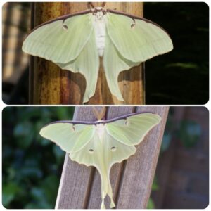 Купить Живий тропічний метелик Actias luna