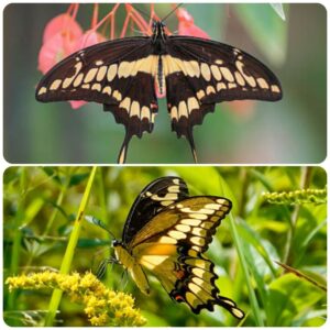 Купить Живий тропічний метелик Papilio cresphontes