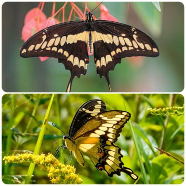 Купить Живий тропічний метелик Papilio cresphontes