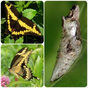 Купить Лялечка метелика Papilio cresphontes