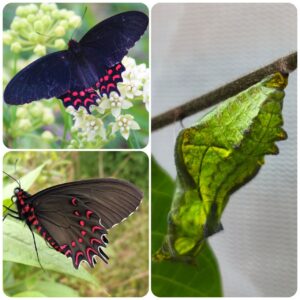 Купить Лялечка метелика Parides photinus