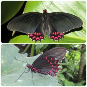 Купить Живий тропічний метелик Parides photinus