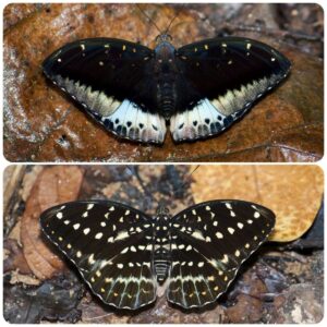 Купить Живий тропічний метелик Lexias pardalis