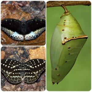 Купить Лялечка метелика Lexias pardalis