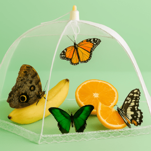 Купить Домашня парасолька-сітка для метеликів