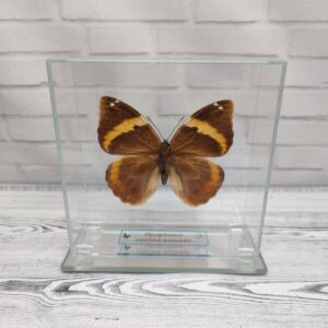 Купить Метелик під склом Opsiphanes cassina notanda 120х120