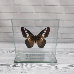Купить Метелик під склом Parthenos silvia 110х110