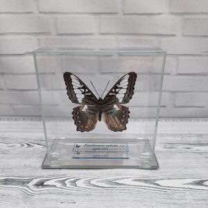 Купить Метелик під склом Parthenos silvia apicalis 110×110