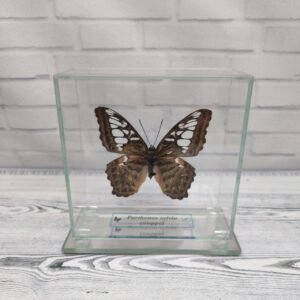 Купить Метелик під склом Parthenos silvia couppei 110×110