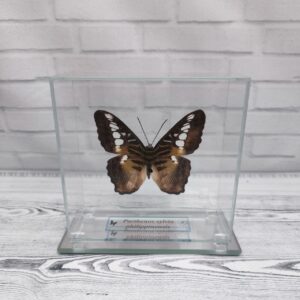 Купить Метелик під склом Parthenos silvia philippinensis 110×110