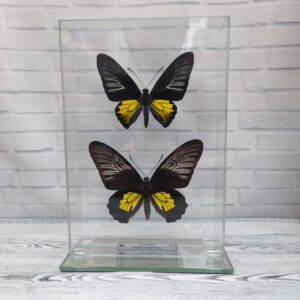 Купить Метелик під склом Troides rhadamantus f+m 155×230