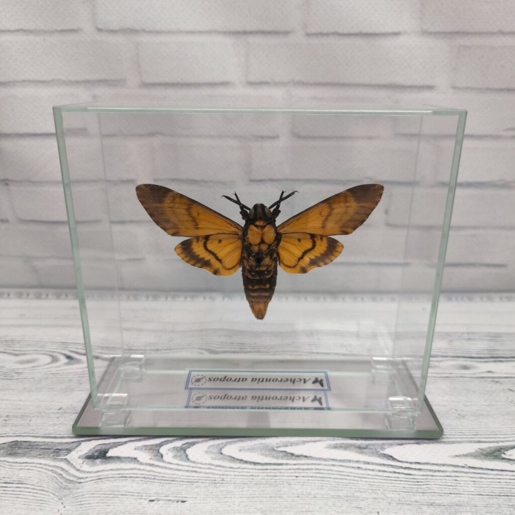 Метелик під склом  Acherontia atropos 130х115