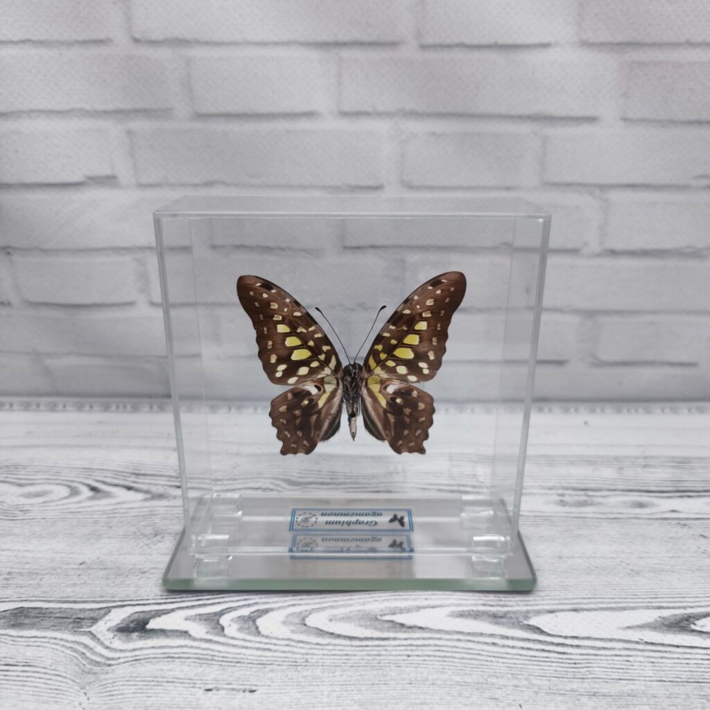 Метелик під склом Graphium agamemnon 100x100