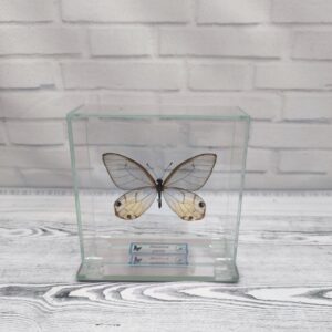 Купить Метелик під склом Haetera piera 95×95