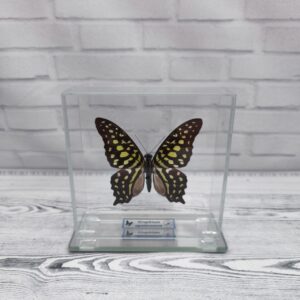 Купить Метелик під склом Graphium agamemnon 100×100