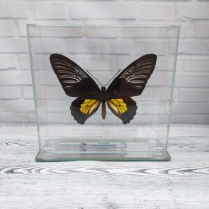Купить Метелик під склом Troides rhadamantus f 160×150