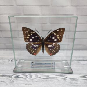 Купить Метелик під склом Sasakia charonda 130×120
