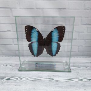 Купить Метелик під склом Morpho patroclus 140×140
