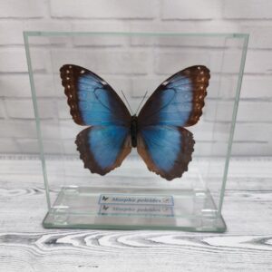 Купить Метелик під склом Morpho peleides 130×130