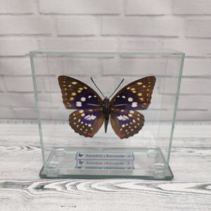 Купить Метелик під склом Sasakia charonda 120×110