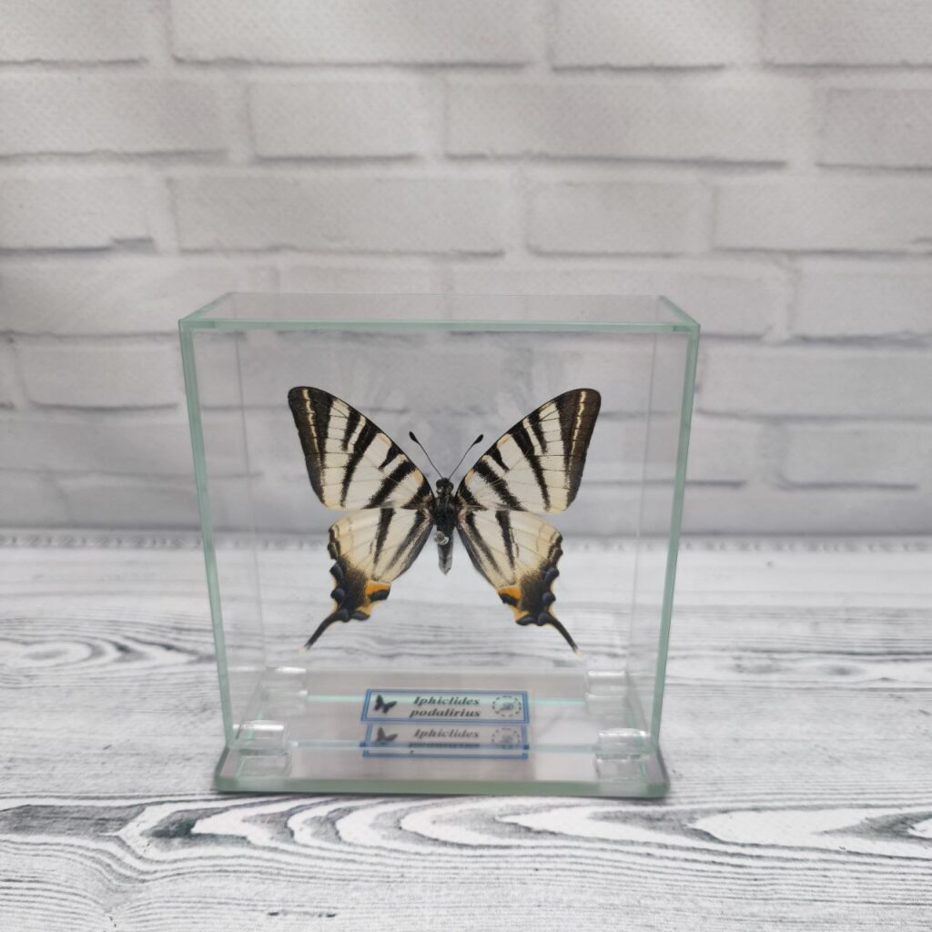 Метелик під склом Iphiclides podalirius 100x100