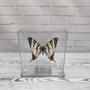 Купить Метелик під склом Iphiclides podalirius 100×100