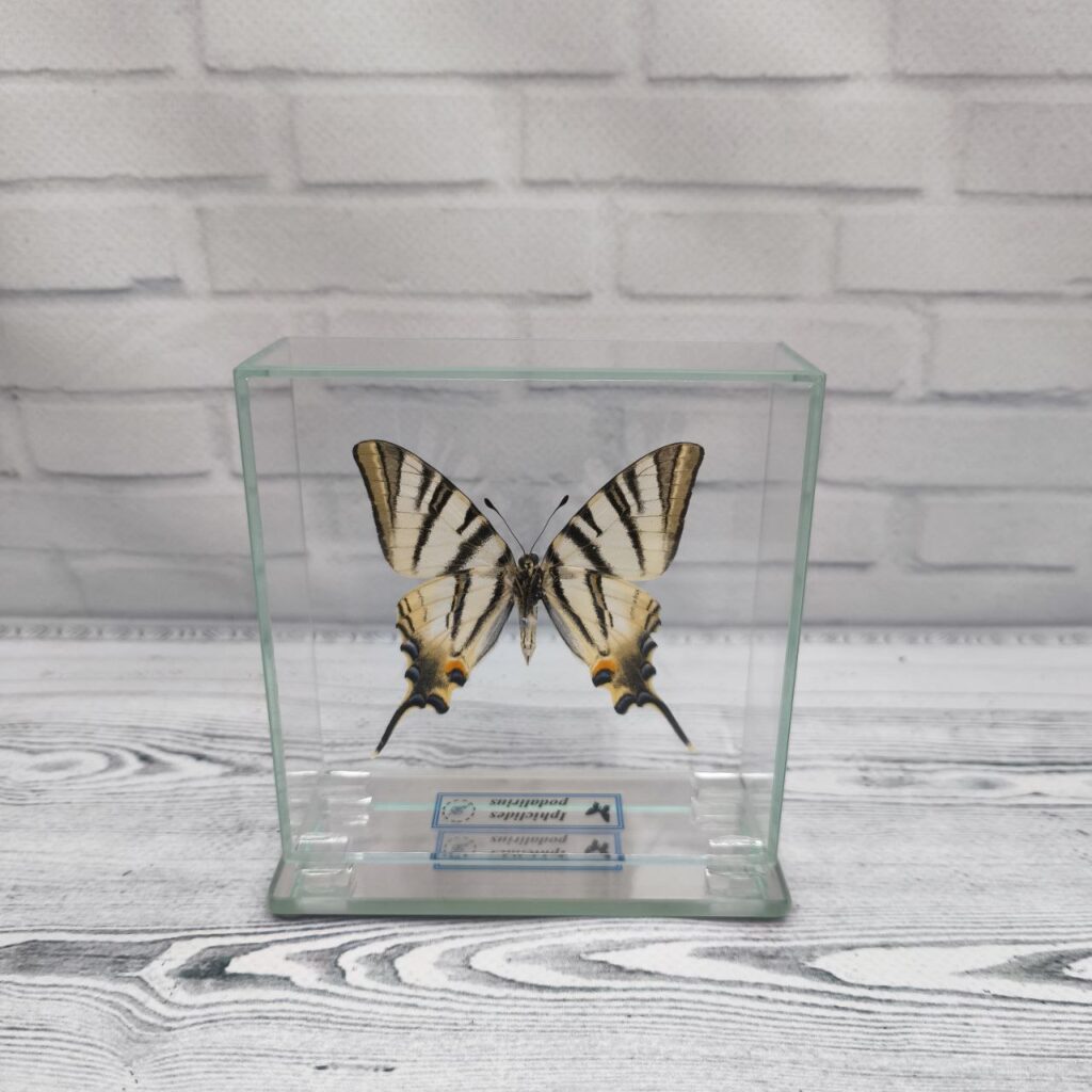 Метелик під склом Iphiclides podalirius 100x100