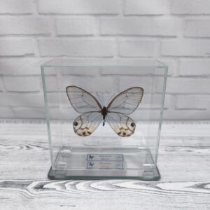 Купить Метелик під склом Haetera piera 100×100