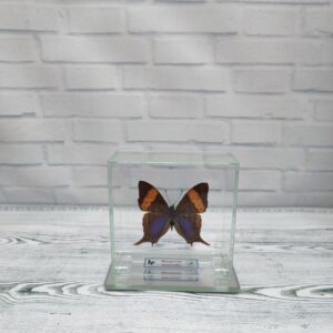 Купить Метелик під склом Marpesia marcella 80×80