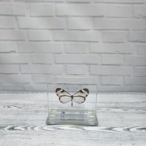 Купить Метелик під склом Greta morgana 75×60