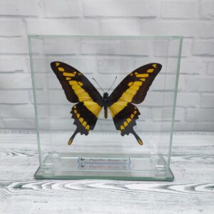 Купить Метелик під склом Papilio thoas 140×140