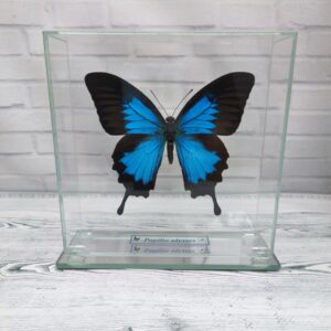 Купить Метелик під склом Papilio ulysses 150х150