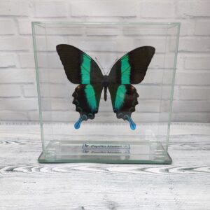 Купить Метелик під склом Papilio blumei 150х150
