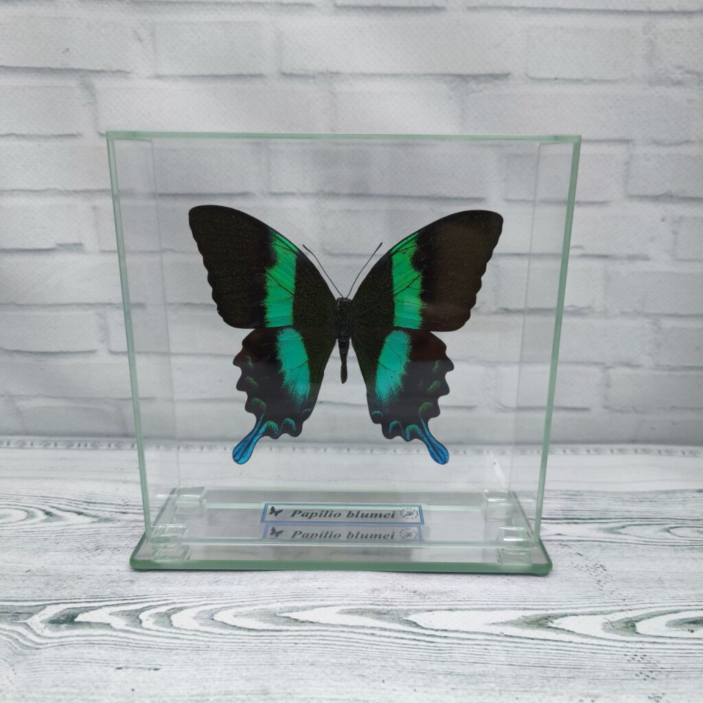Метелик під склом Papilio blumei 140х140