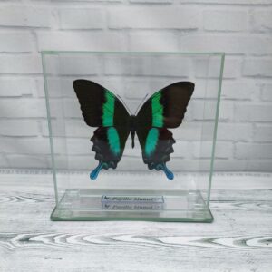 Купить Метелик під склом Papilio blumei 140х140
