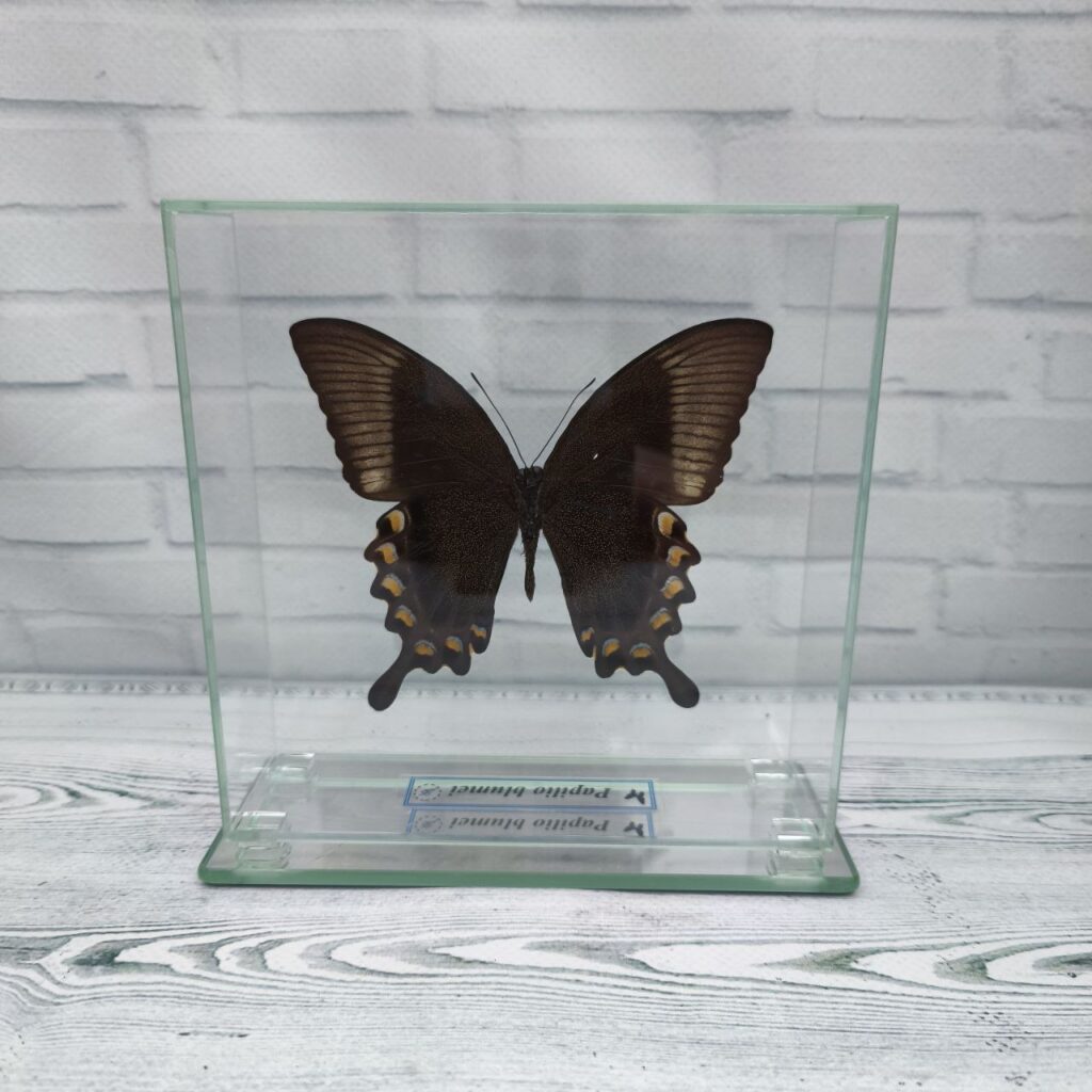 Метелик під склом Papilio blumei 140х140