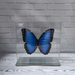 Купить Метелик під склом Morpho peleides 145х140
