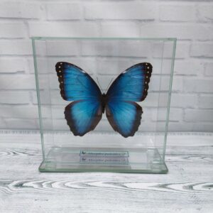 Купить Метелик під склом Morpho peleides 140х140
