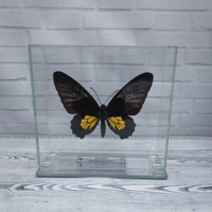 Купить Метелик під склом Troides rhadamantus f 145х140