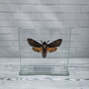Купить Метелик під склом  Acherontia atropos 130х120