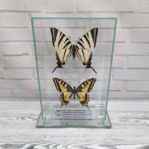 Купить Метелики під склом Iphiclides podalirius/Papilio machaon 100х150