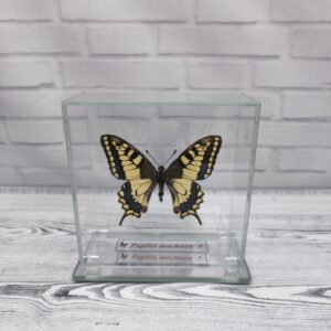 Купить Метелик під склом Papilio machaon 100х100