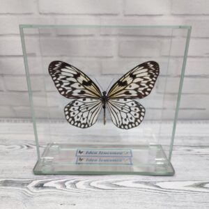 Купить Метелик під склом Idea leuconoe 130х130