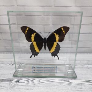 Купить Метелик під склом Papilio garamas 130х130